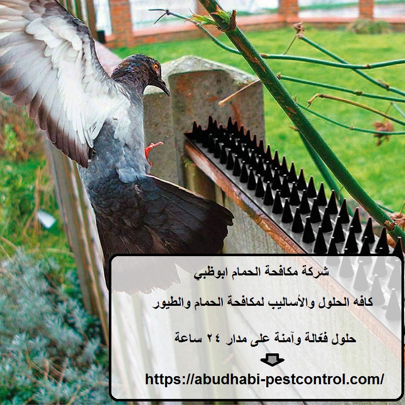 شركة مكافحة الحمام ابوظبي