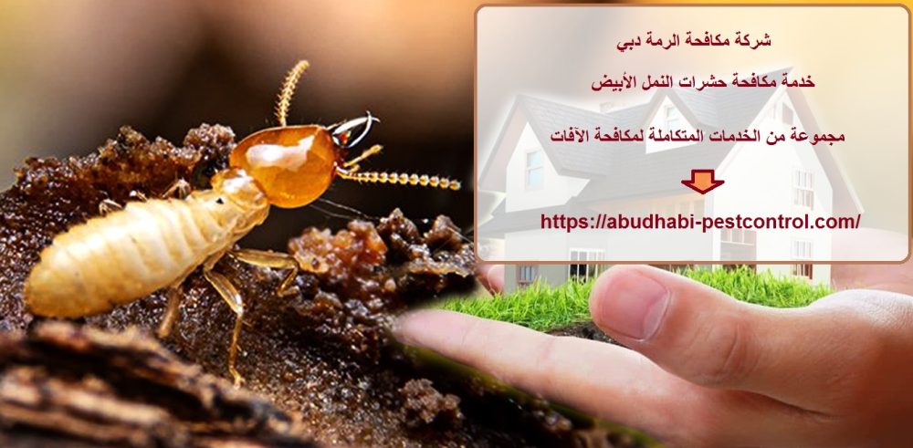 شركة مكافحة الرمة دبي