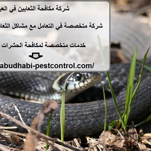 شركة مكافحة الثعابين في العين