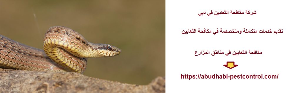 شركة مكافحة الثعابين في دبي
