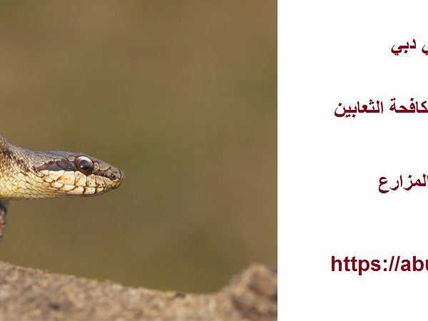 شركة مكافحة الثعابين في دبي