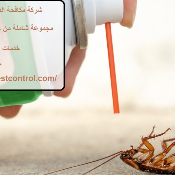 شركة مكافحة الصراصير في ابوظبي