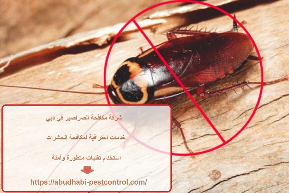 شركة مكافحة الصراصير في دبي