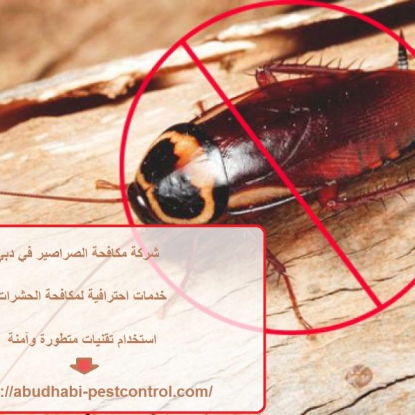 شركة مكافحة الصراصير في دبي