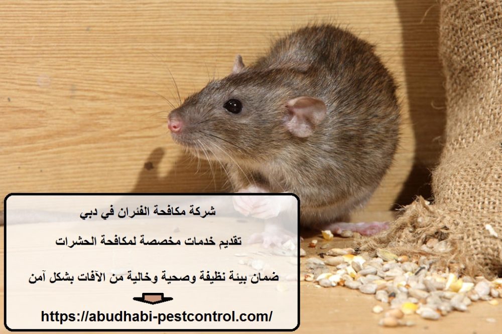 شركة مكافحة الفئران في دبي