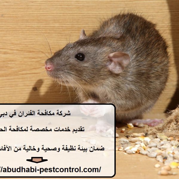شركة مكافحة الفئران في دبي