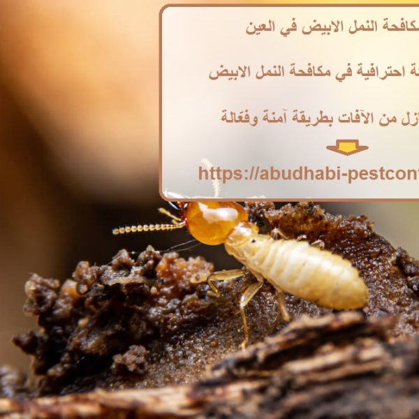 شركة مكافحة النمل الابيض في العين