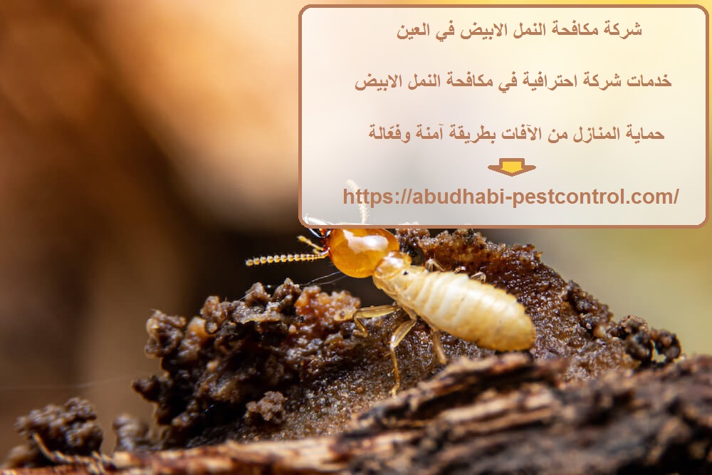 شركة مكافحة النمل الابيض في العين
