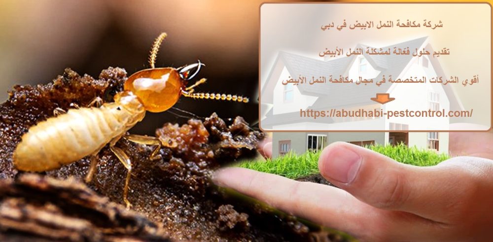 شركة مكافحة النمل الابيض في دبي