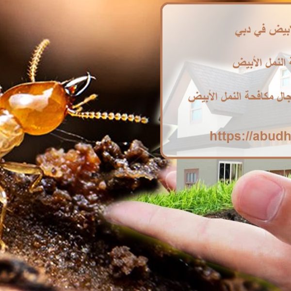 شركة مكافحة النمل الابيض في دبي
