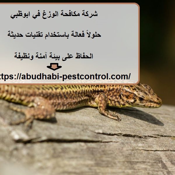 شركة مكافحة الوزغ في ابوظبي