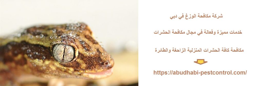 شركة مكافحة الوزغ في دبي