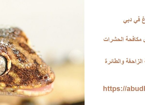 شركة مكافحة الوزغ في دبي